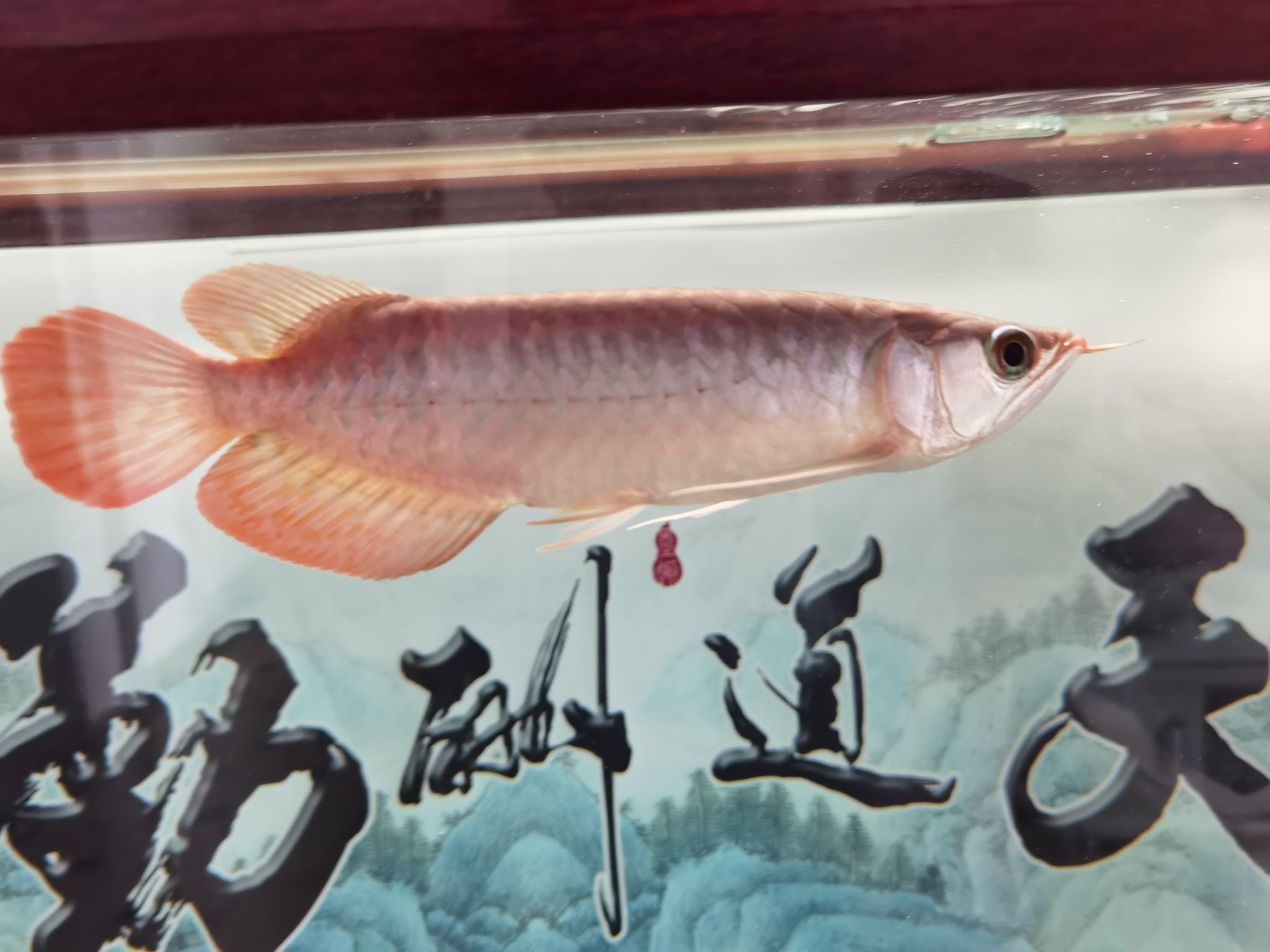 鶴壁觀賞魚市場(chǎng)血紅龍 觀賞魚市場(chǎng)（混養(yǎng)魚） 第7張