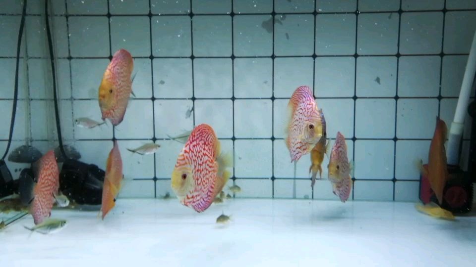 貴陽水族館吃吧一群吃貨 黑云魚 第2張