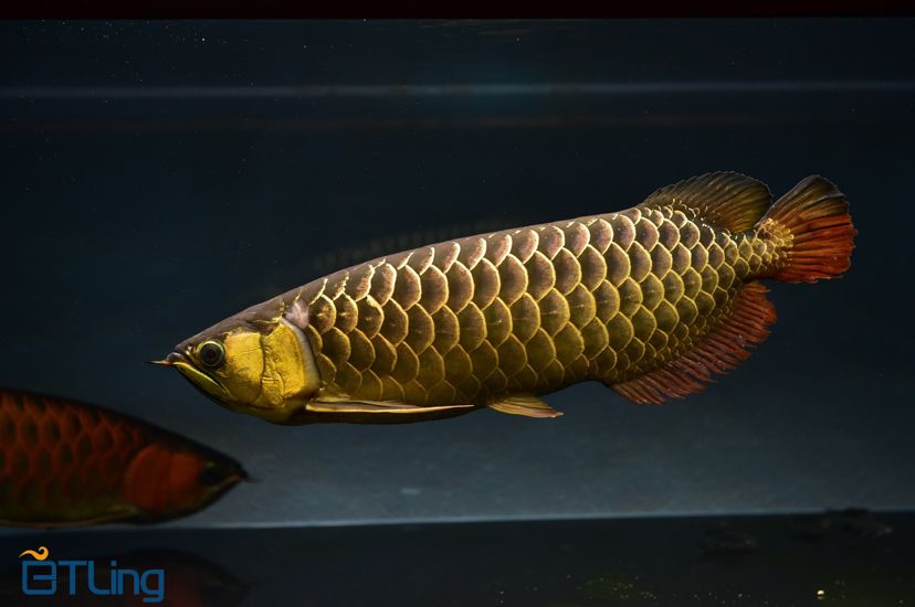 七臺(tái)河水族館恩愛(ài)的跨國(guó)婚姻 白子紅龍魚(yú) 第4張