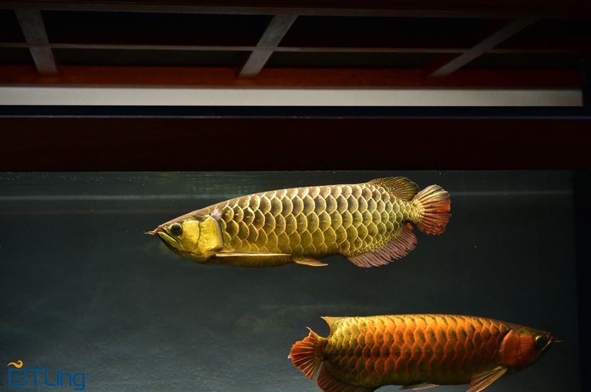 七臺(tái)河水族館恩愛(ài)的跨國(guó)婚姻 白子紅龍魚(yú) 第6張