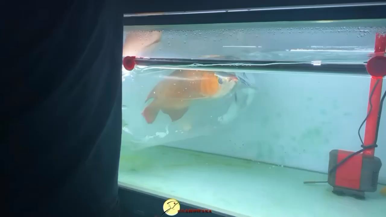 打包打包 魚缸等水族設(shè)備 第3張