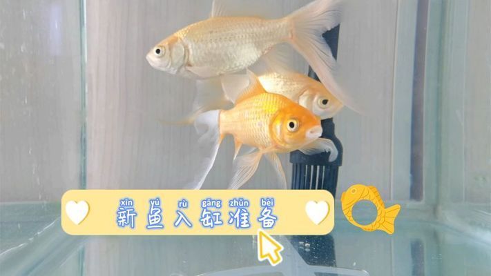 鄒城市魚勢力水族用品有限公司（濟(jì)寧鄒城市魚勢力水族用品有限公司詳細(xì)介紹） 全國觀賞魚市場