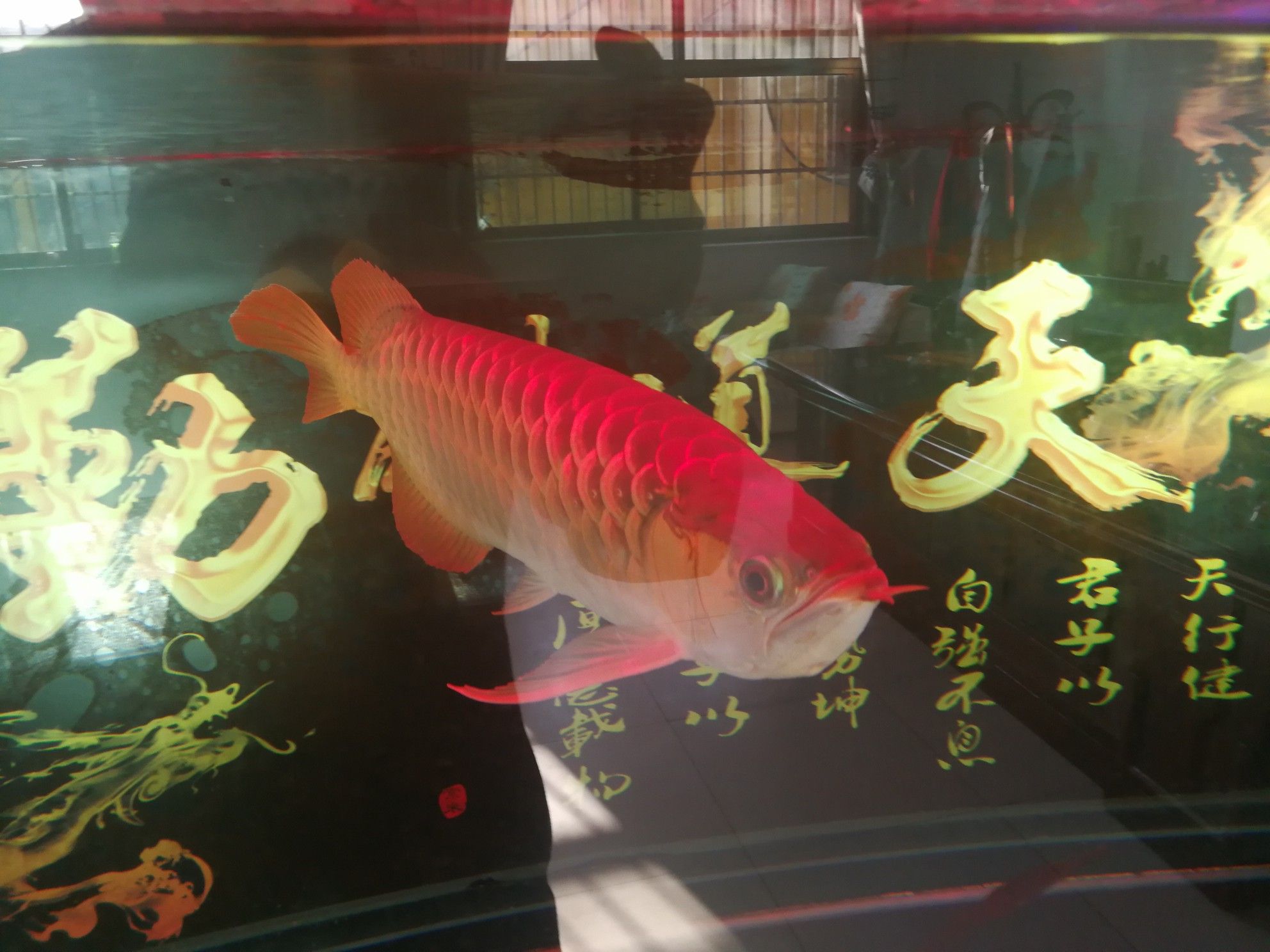 內(nèi)江觀賞魚(yú)市場(chǎng)三歲了 觀賞魚(yú)市場(chǎng)（混養(yǎng)魚(yú)） 第5張