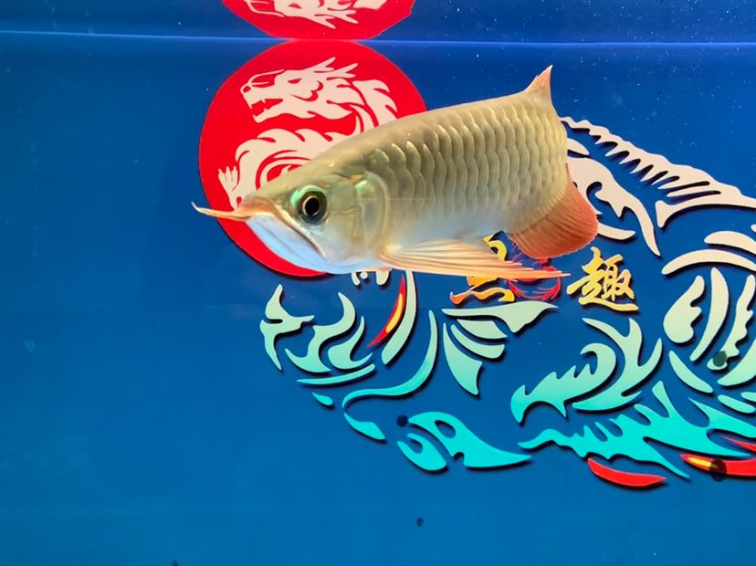 一只小紅龍魚