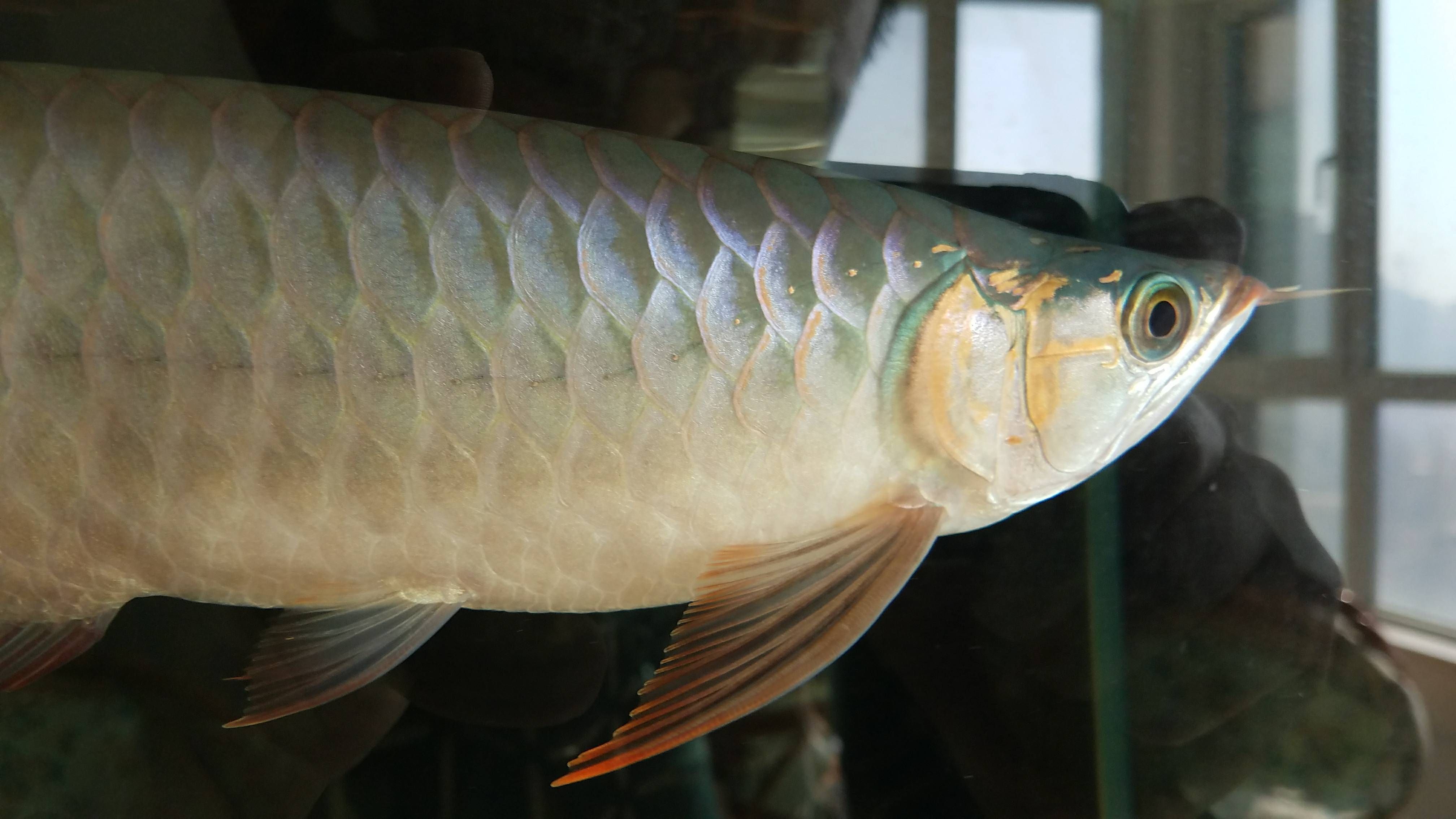 繼續(xù)更馬上四個月看看有什么變化 七彩神仙魚 第2張