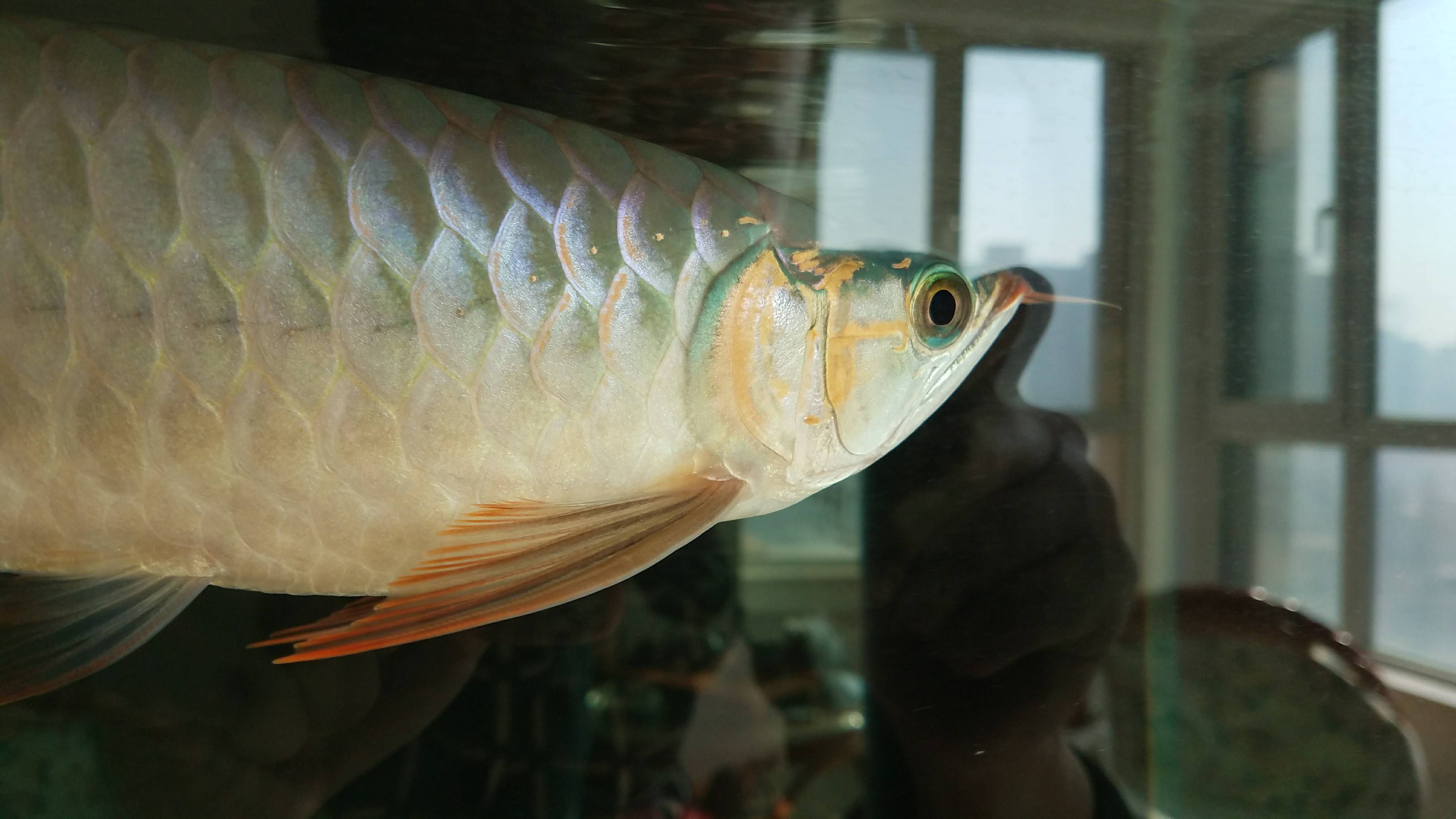 繼續(xù)更馬上四個月看看有什么變化 七彩神仙魚 第4張