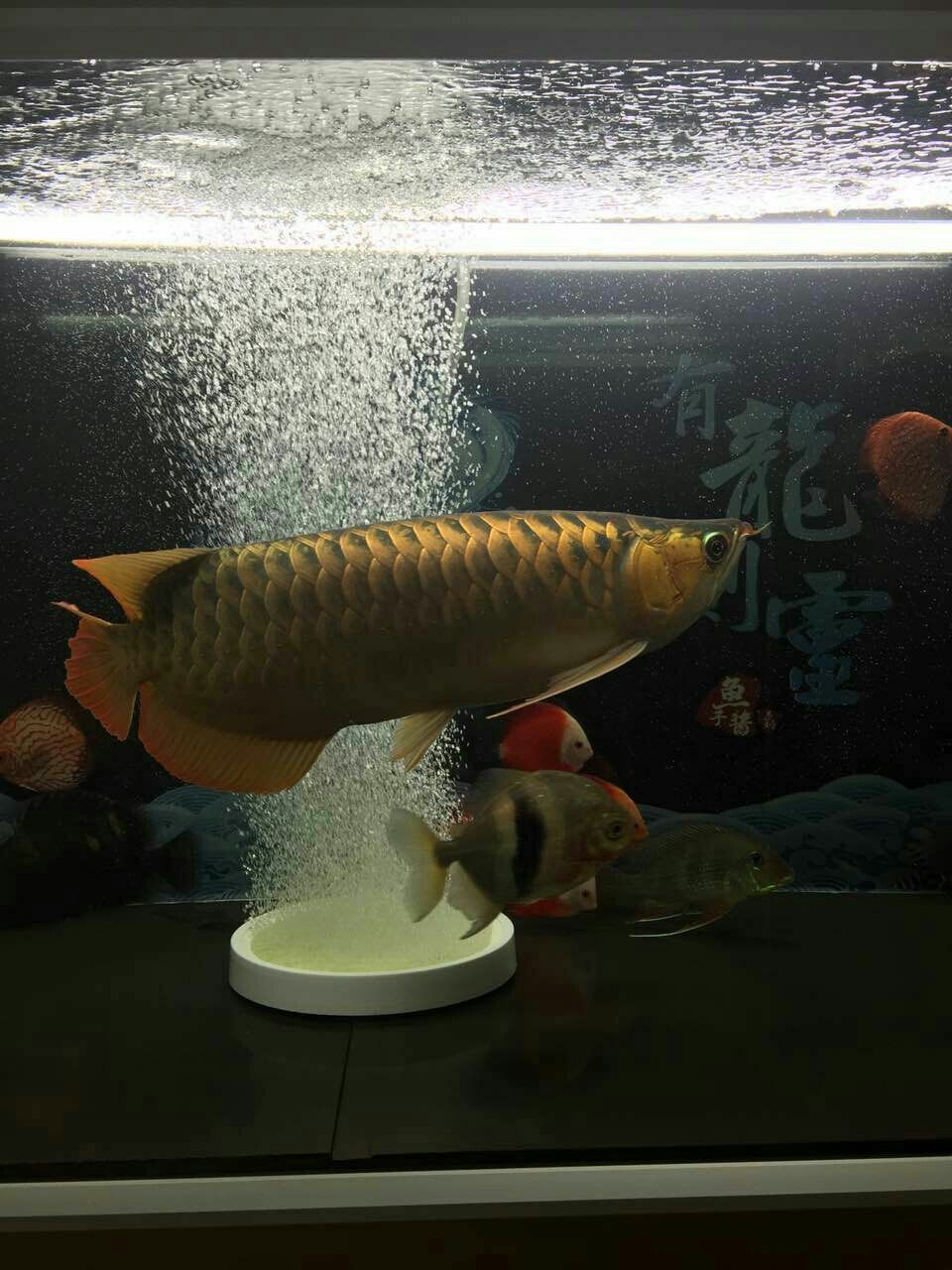 德州水族館朋友的魚白燈 白寫錦鯉魚 第5張