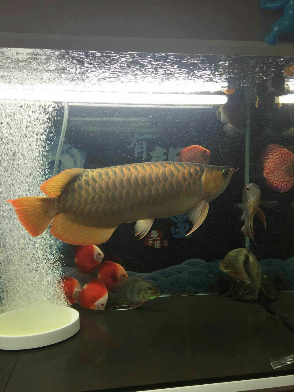 德州水族館朋友的魚白燈 白寫錦鯉魚 第6張