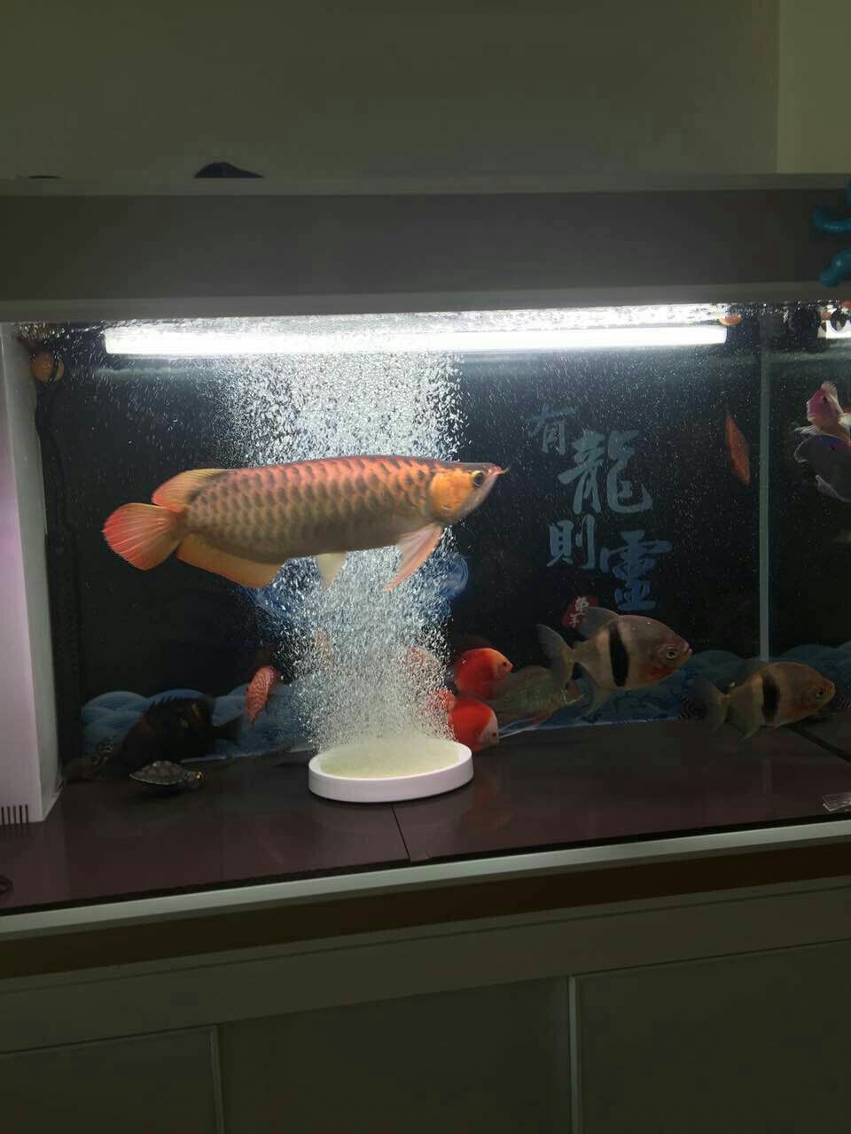 德州水族館朋友的魚白燈 白寫錦鯉魚 第8張