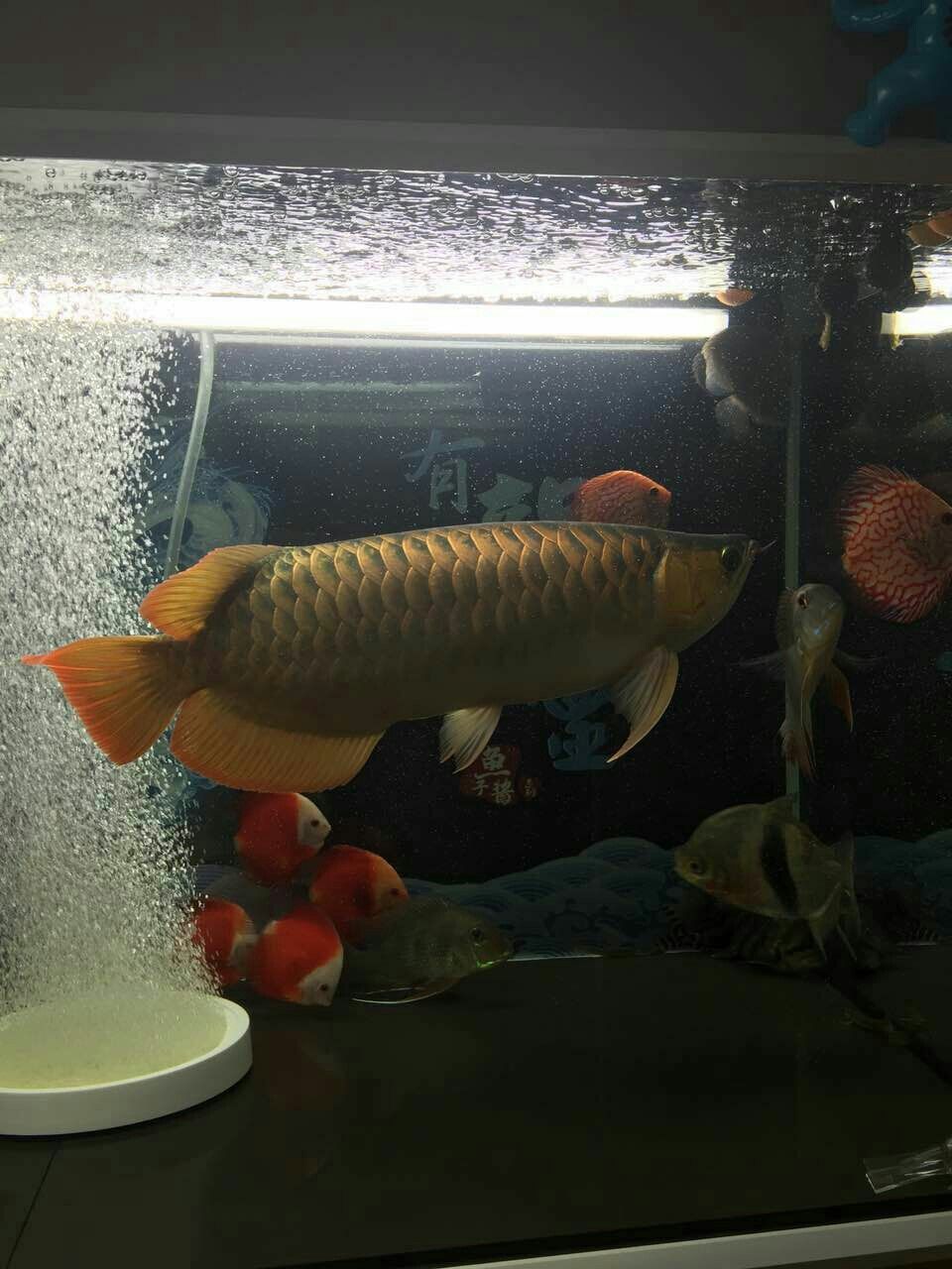 德州水族館朋友的魚白燈 白寫錦鯉魚 第7張