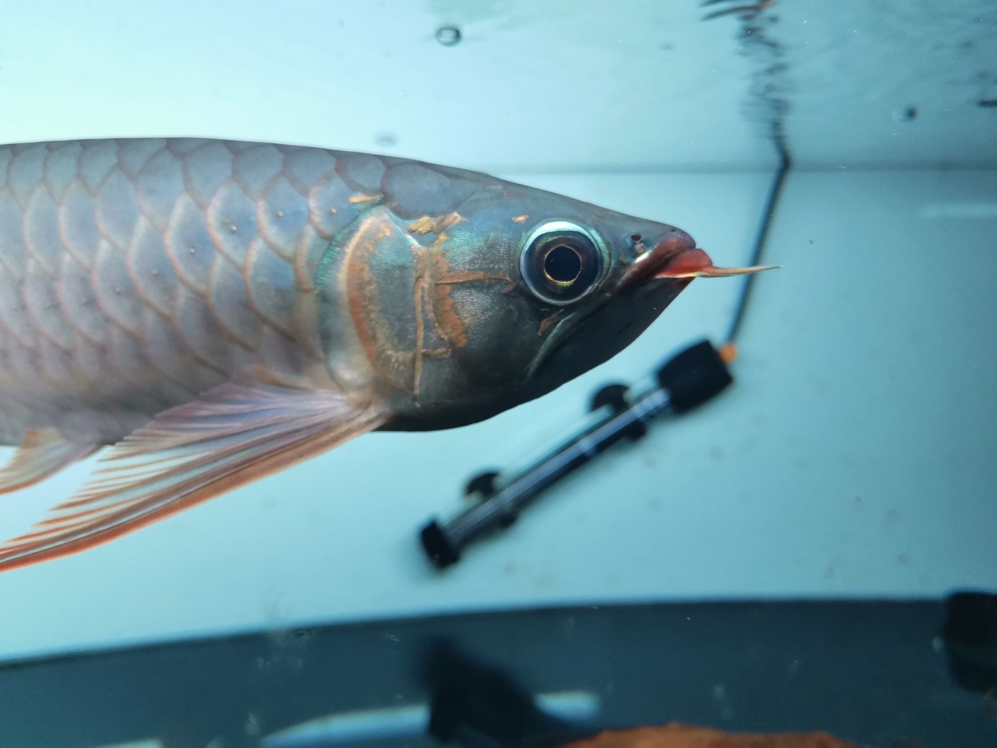 紹興水族館炮頭紅龍補帖