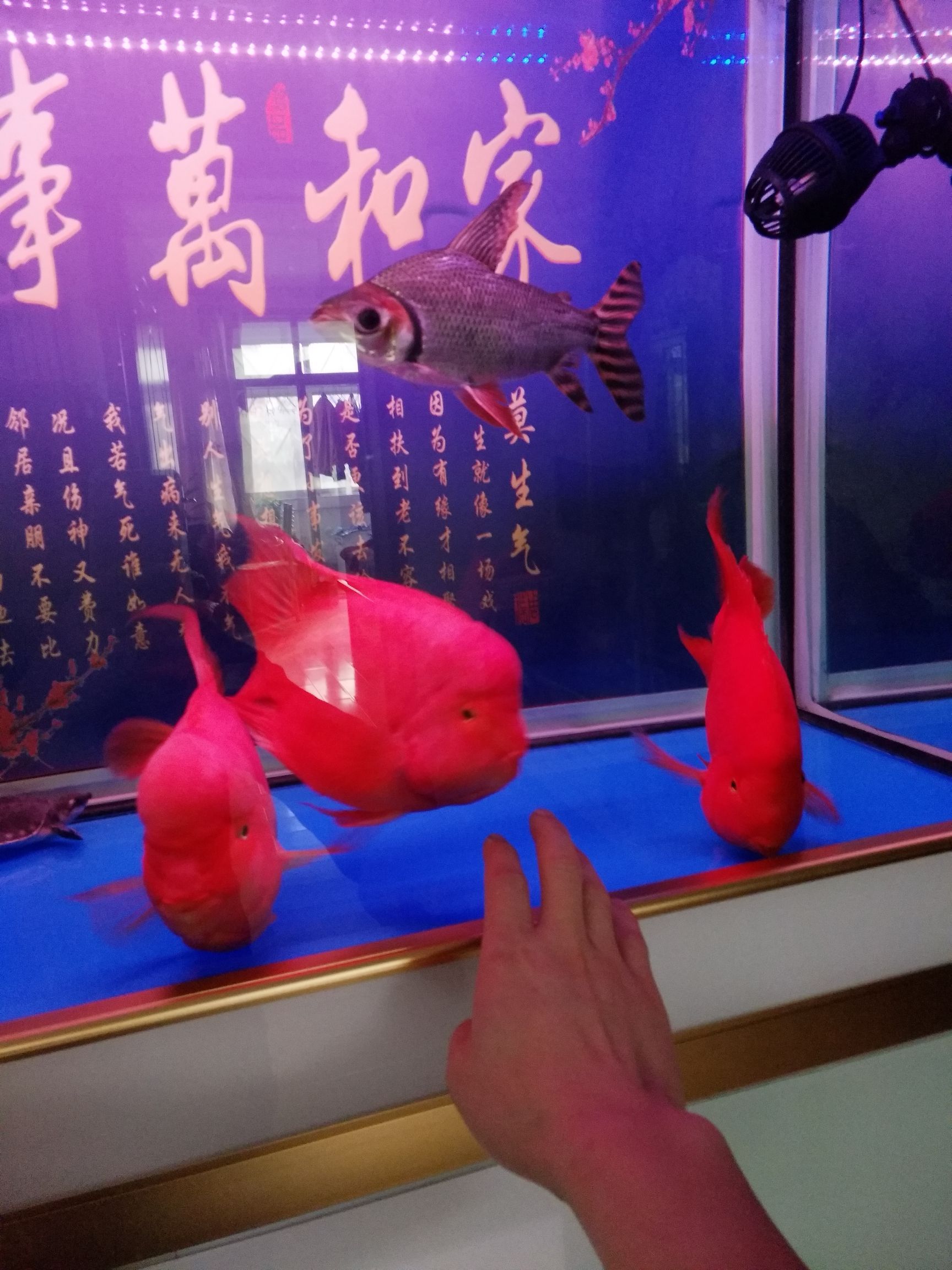 果洛藏族自治州觀賞魚市場出來冒個泡 觀賞魚市場（混養(yǎng)魚） 第4張