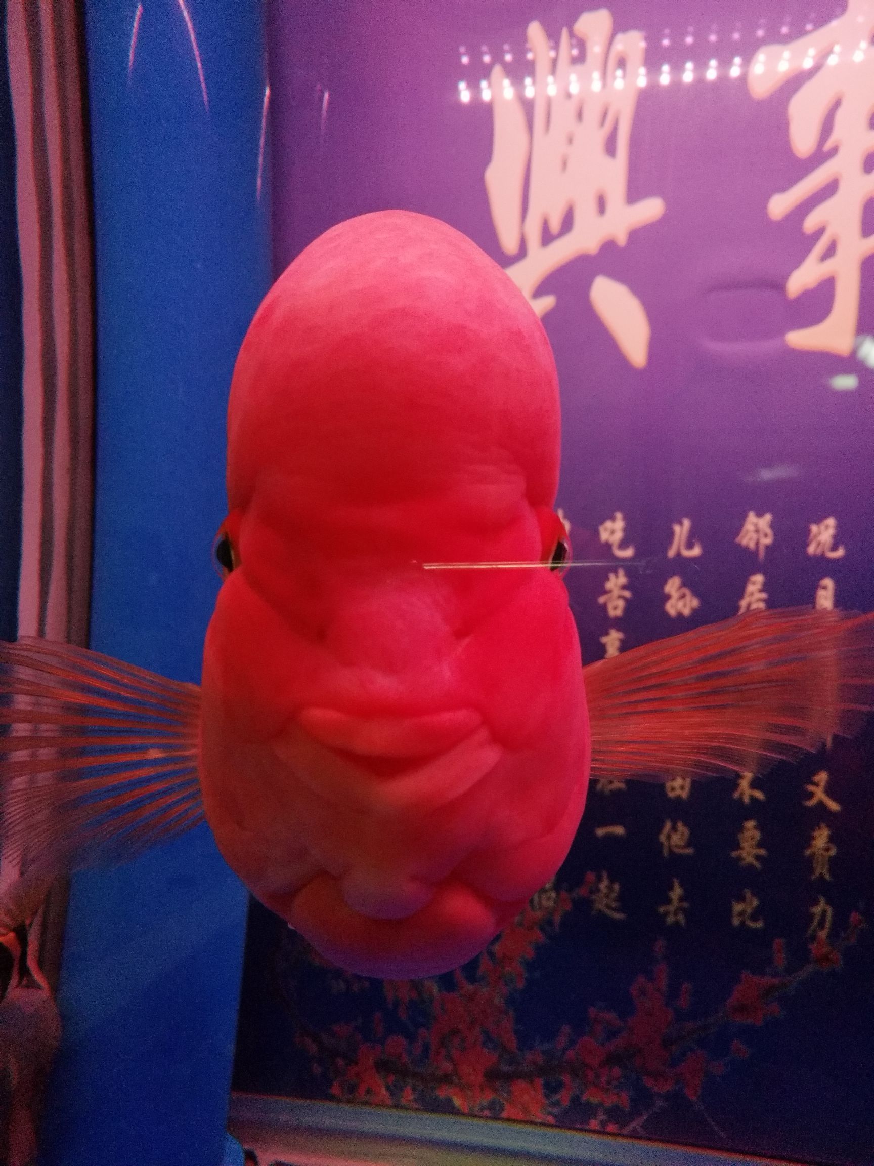 果洛藏族自治州觀賞魚市場出來冒個泡 觀賞魚市場（混養(yǎng)魚） 第5張