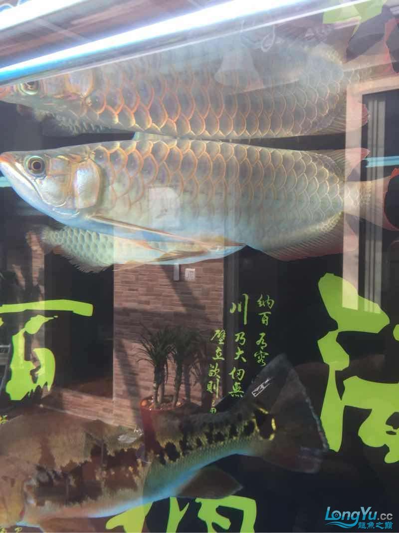 上岸出售 申古銀版魚 第4張