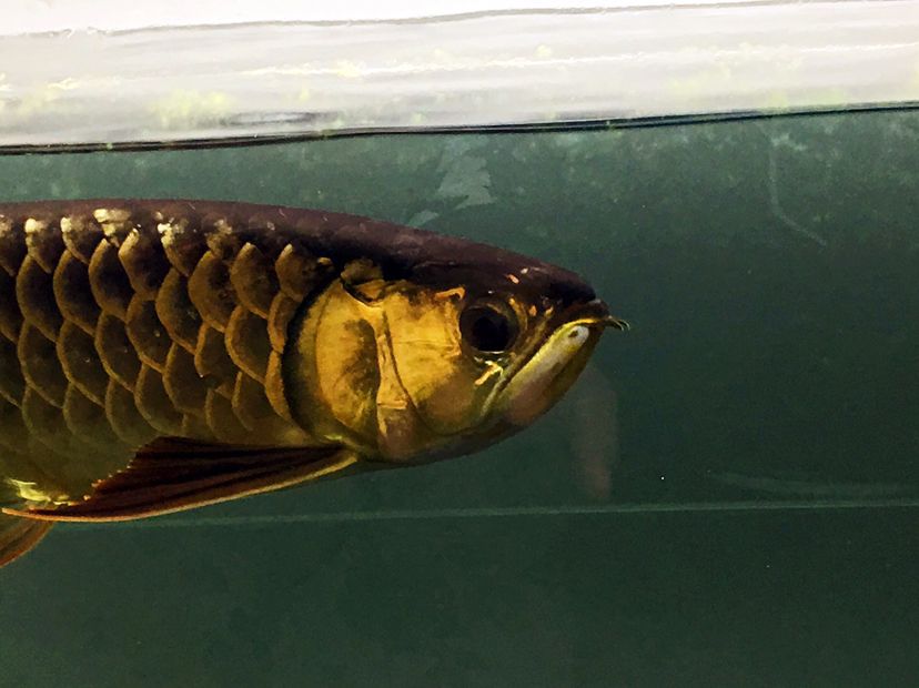 江門水族館超級炮彈欣賞 龍鳳鯉魚 第7張