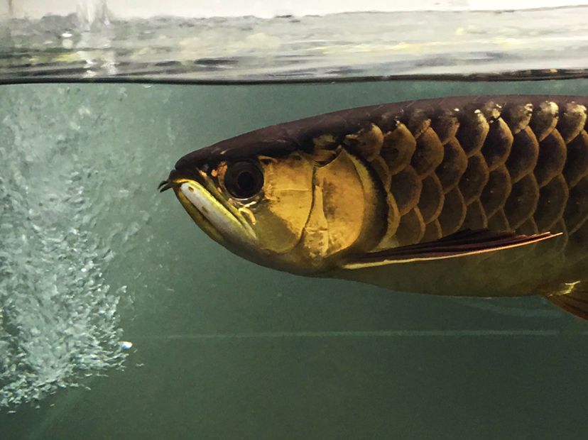 江門水族館超級炮彈欣賞 龍鳳鯉魚 第8張