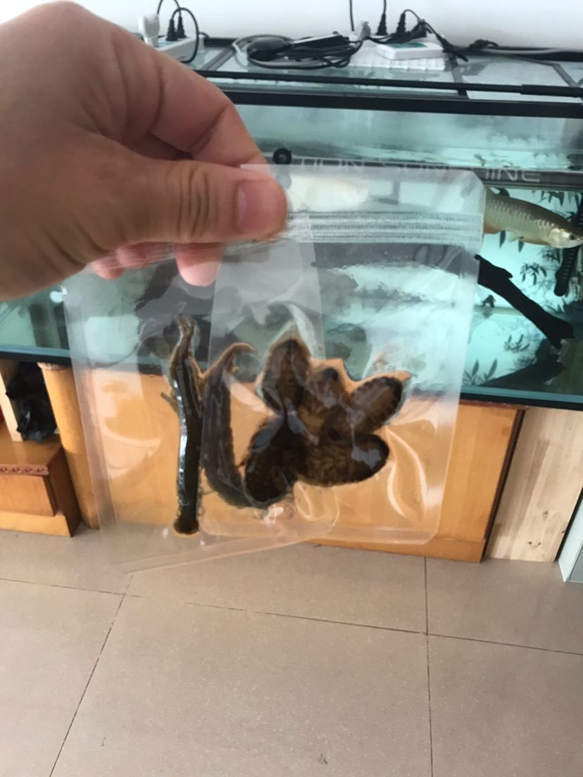 周末加菜龍魚(yú)圈