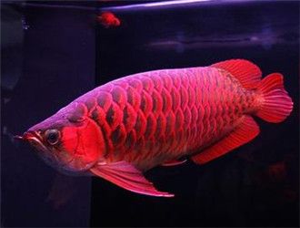 好紅龍魚幼苗圖片及價格（關(guān)于好紅龍魚幼苗的價格，紅龍魚幼苗飼養(yǎng)技巧） 龍魚百科 第4張