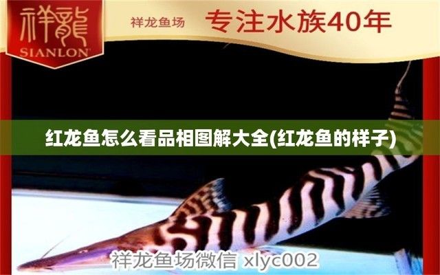 紅龍魚品相圖解（紅龍魚品相鑒定技巧）