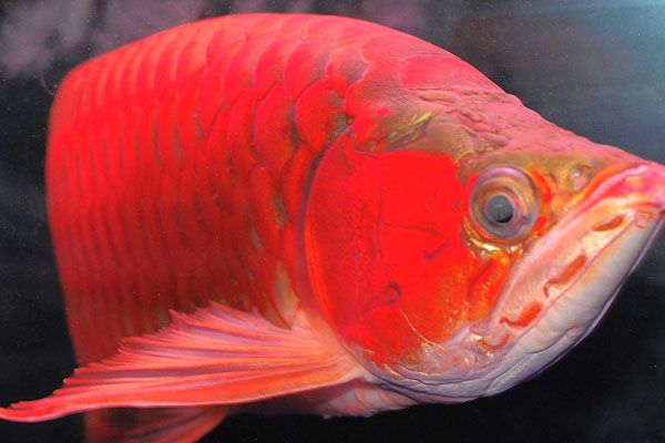 安康水族館例行獨特的慶祝方式神陽杯第十七屆中國錦鯉大賽