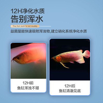 魚缸過濾器 推薦（如何選擇適合的魚缸過濾器） 龍魚百科 第5張