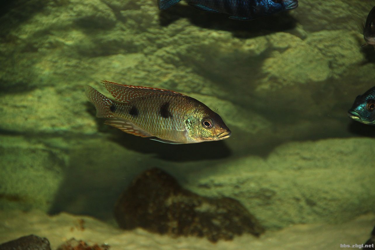 靚三點 鴨嘴鯊魚 第3張