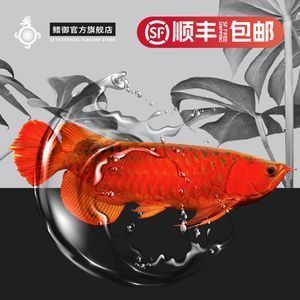 紅龍魚logo（紅龍魚logo設(shè)計(jì)技巧） 龍魚百科 第2張