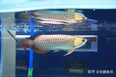 過背金龍魚怎么挑選好的（如何挑選過背金龍魚） 龍魚百科 第2張