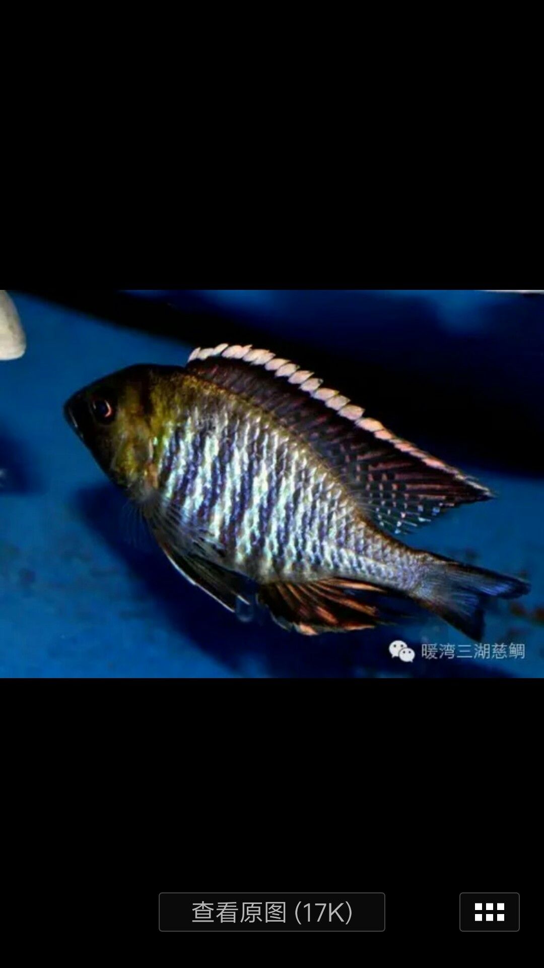 給看看這是什么魚？