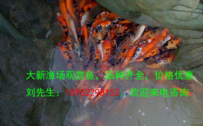 攀枝花觀賞魚市場羅漢顏色怎么養(yǎng)？