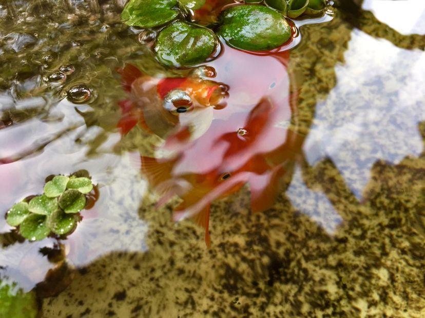 松原觀賞魚市場看魚是最幸福的事兒? 觀賞魚市場（混養(yǎng)魚） 第2張