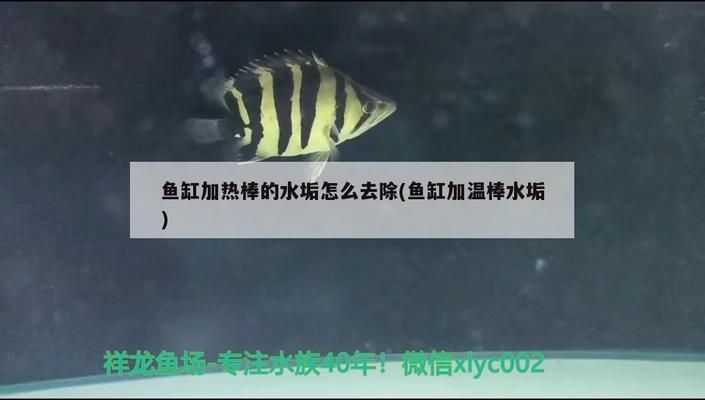 家庭魚缸增氧泵不吹氣泡怎么回事（如何檢測魚缸增氧泵電機是否損壞魚缸增氧泵維護保養(yǎng)指南） 龍魚百科 第3張