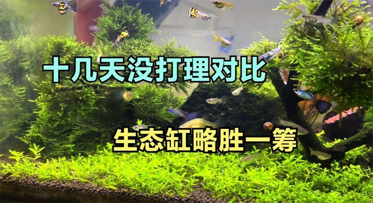 沈陽市于洪區(qū)玫瑰樂園超市（于洪區(qū)玫瑰樂園超市） 水族周邊