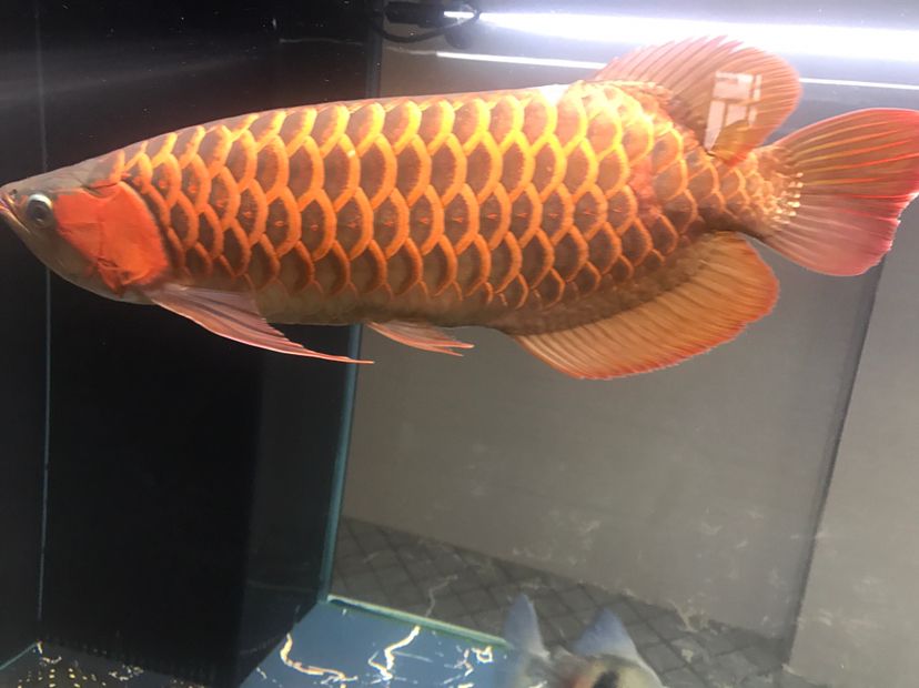 蘭州觀賞魚市場還需要20個(gè)魚友的關(guān)注謝謝大家了