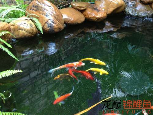 知道養(yǎng)魚的關(guān)鍵是什么嗎？