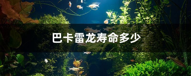 巴卡雷龍魚的壽命是多少年（巴卡雷龍魚的壽命在理想條件下可以達到5-10年） 龍魚百科 第2張