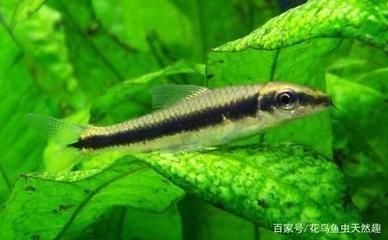 巴卡雷龍魚的壽命是多少年（巴卡雷龍魚的壽命在理想條件下可以達到5-10年） 龍魚百科 第5張