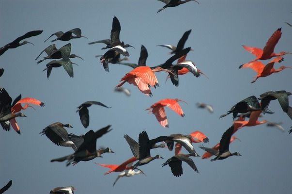 紅龍魚不用燈照就不紅嗎（紅龍魚發(fā)色與光照關(guān)系） 龍魚百科 第4張