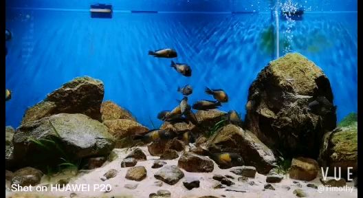 新鄉(xiāng)觀賞魚市場一入蝴蝶深似海