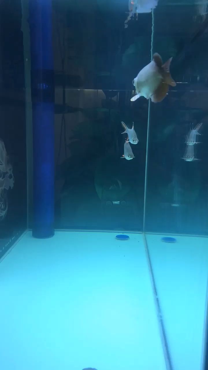 菏澤水族館與你邂逅是生生世世的宿命 南美異型魚