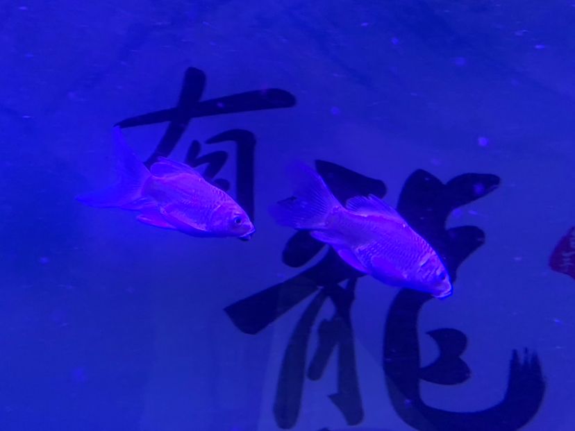 忻州水族館小蝴蝶錦鯉圈