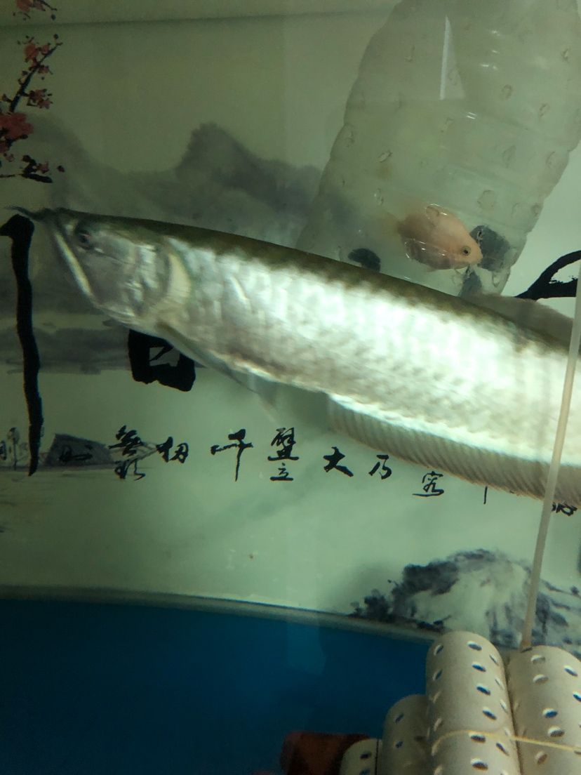 淮北水族館銀龍是蒙眼嗎？ 大日玉鯖魚 第5張