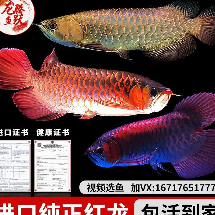 又生病了神這是啥病??？ 大白鯊魚苗 第1張