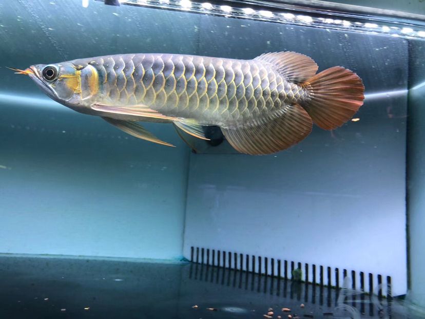 日喀則水族館北京展廳現(xiàn)貨 印尼三紋虎 第5張