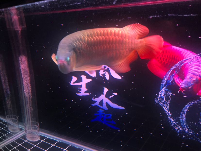 看看養(yǎng)的咋樣請指教 廣州水族批發(fā)市場 第9張