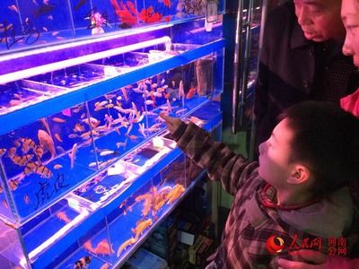 廣佛花魚市場（廣佛花魚市場特色商品介紹,） 龍魚百科 第1張