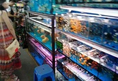 廣佛花魚市場（廣佛花魚市場特色商品介紹,） 龍魚百科 第3張