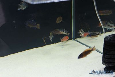 太原水族批發(fā)市場(chǎng)（太原水族市場(chǎng)特色魚類） 龍魚百科 第1張