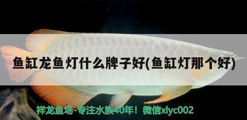 龍魚可以多久不吃東西（龍魚可以多久不吃東西不會對健康產(chǎn)生負面影響）