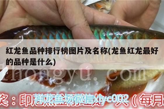 紅龍魚(yú)排名（2024年十大紅龍魚(yú)品牌的紅龍魚(yú)品牌排名）